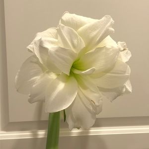 Meet your Posher, Jaclyn